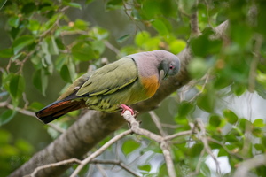 Pink-necked Green-pigeon (Treron vernans) (2)