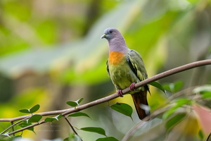 Pink-necked Green-pigeon (Treron vernans)