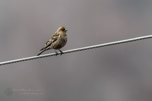 Plain Mountain Finch (Leucosticte nemoricola) (1)