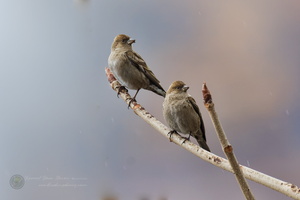 Plain Mountain Finch (Leucosticte nemoricola) (2)