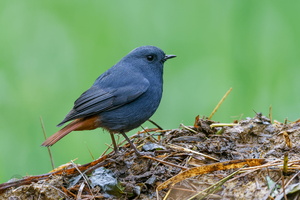 Plumbeous water redstart (Rhyacornis fuliginosa)