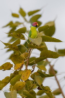Plum-headed parakeet (Psittacula cyanocephala)