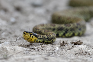 Protobothrops jerdonii (Jerdons Pitviper)