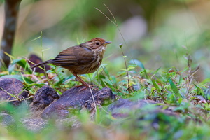 Puff-throated Babbler (Pellorneum ruficeps)