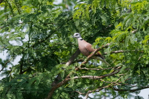 Red collared dove (Streptopelia tranquebarica)