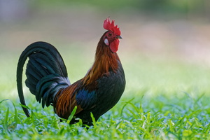 Red junglefowl (Gallus gallus)