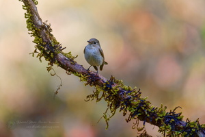 Red-breasted Flycatcher (Ficedula parva)01