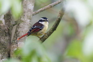 Red-tailed Minla (Minla ignotincta)