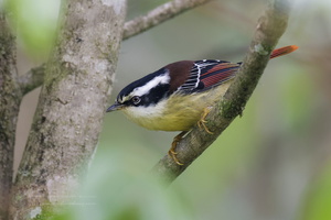Red-tailed Minla (Minla ignotincta)01