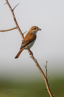 Red-tailed Shrike (Lanius phoenicuroides)