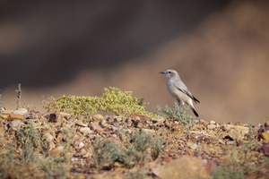 Red-tailed Wheatear (Oenanthe chrysopygia) (1)