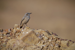 Red-tailed Wheatear (Oenanthe chrysopygia) (2)