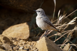 Red-tailed Wheatear (Oenanthe chrysopygia)