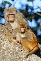 rhesus macaque (Macaca mulatta) (1)