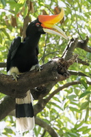 Rhinoceros Hornbill (Buceros rhinoceros) (2)