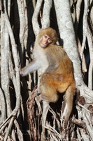 rhesus macaque (Macaca mulatta) (3)