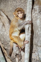 rhesus macaque (Macaca mulatta) (2)