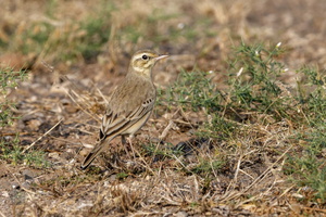Richard's Pipit (Anthus richardi)