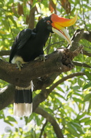 Rhinoceros Hornbill (Buceros rhinoceros) (3)