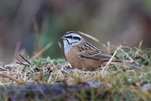 Rock Bunting (Emberiza cia) (4)