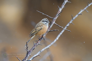 Rock Bunting (Emberiza cia) (3)