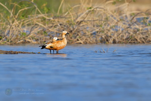 Ruddy Shelduck (Tadorna ferruginea)