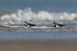 ruddy turnstone (Arenaria interpres) (1)