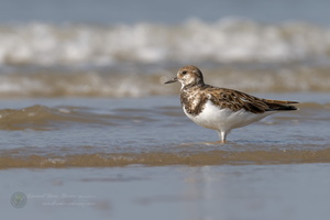 ruddy turnstone (Arenaria interpres) (2)