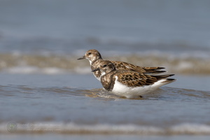 ruddy turnstone (Arenaria interpres) (3)
