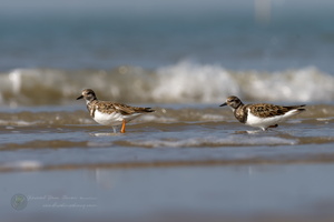 ruddy turnstone (Arenaria interpres) (4)
