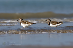 ruddy turnstone (Arenaria interpres) (5)