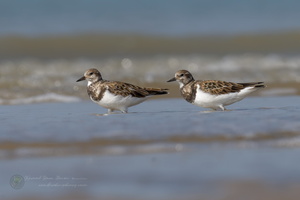 ruddy turnstone (Arenaria interpres) (6)