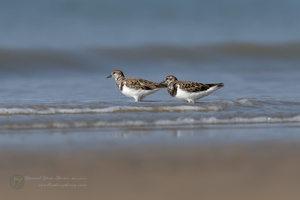 ruddy turnstone (Arenaria interpres) (7)