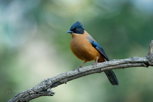 Rufous Sibia (Heterophasia capistrata) (3)