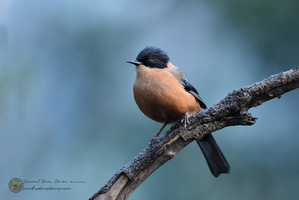 Rufous Sibia (Heterophasia capistrata) 