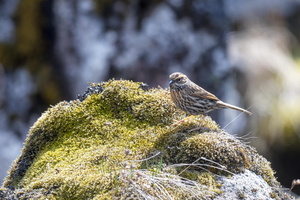 Rufous-breasted Accentor (Prunella strophiata)