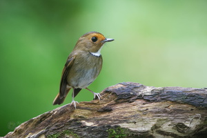Rufous-browed Flycatcher (Anthipes solitaris) (1)