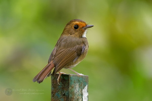 Rufous-browed Flycatcher (Anthipes solitaris) (2)