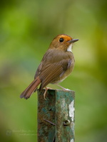 Rufous-browed Flycatcher (Anthipes solitaris) (3)