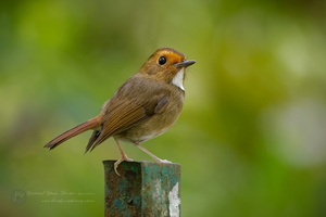 Rufous-browed Flycatcher (Anthipes solitaris) (4)