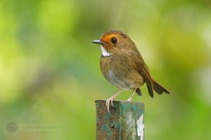 Rufous-browed Flycatcher (Anthipes solitaris) (5)