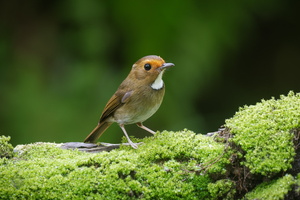 Rufous-browed Flycatcher (Anthipes solitaris) (6)