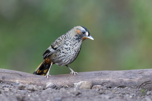 Rufous-chinned Laughingthrush (Garrulax rufogularis)