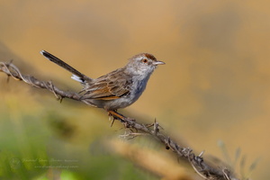 Rufous-crowned Prinia (Prinia khasiana) (1)