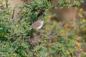 Rufous-crowned Prinia (Prinia khasiana) (2)