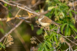 Rufous-crowned Prinia (Prinia khasiana) (3)