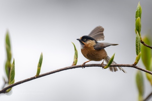 Rufous-fronted Tit (Aegithalos iouschistos) (1)