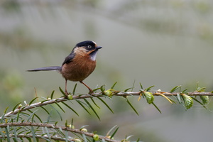 Rufous-fronted Tit (Aegithalos iouschistos) (2)