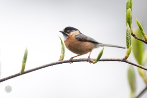 Rufous-fronted Tit (Aegithalos iouschistos) (3)