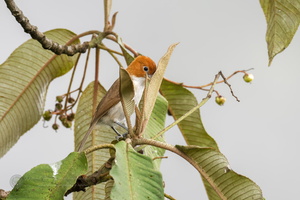 Rufous-headed Parrotbill (Psittiparus bakeri)01